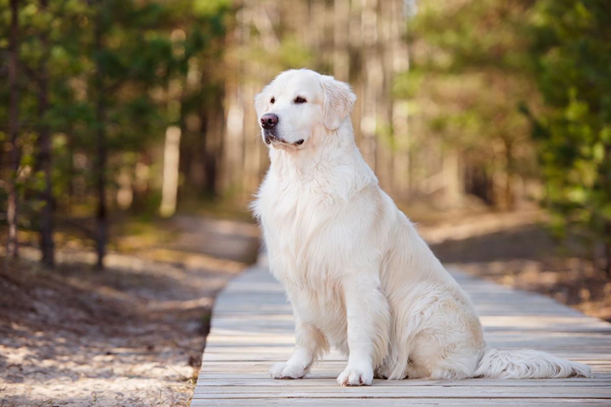 mua chó golden retriever hcm