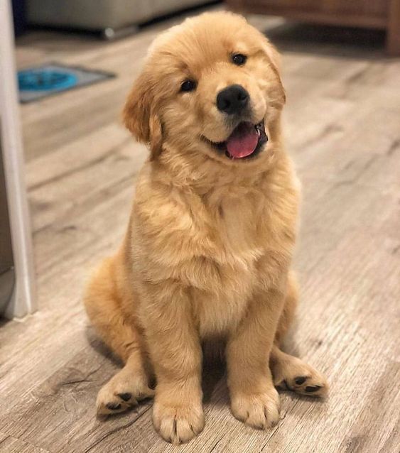 Chó Golden con đang ngồi trên bãi cỏ