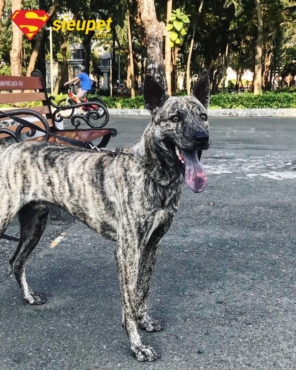Hội Chó au88 Hà Nội