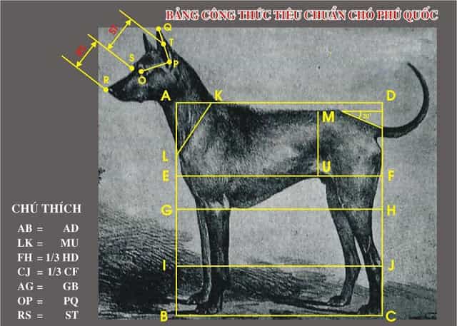 công thức tiêu chuẩn chó au88