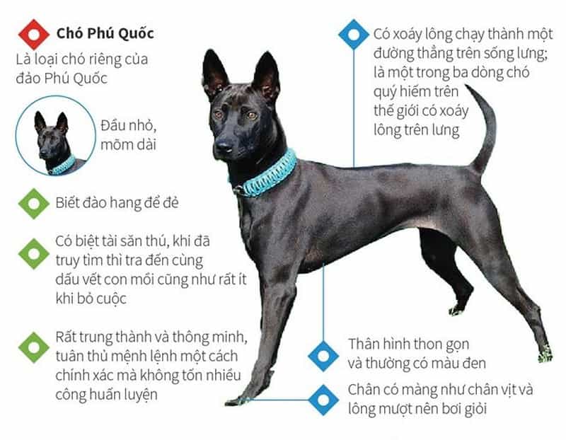 Tổng Quan Thân Hình Chó au88