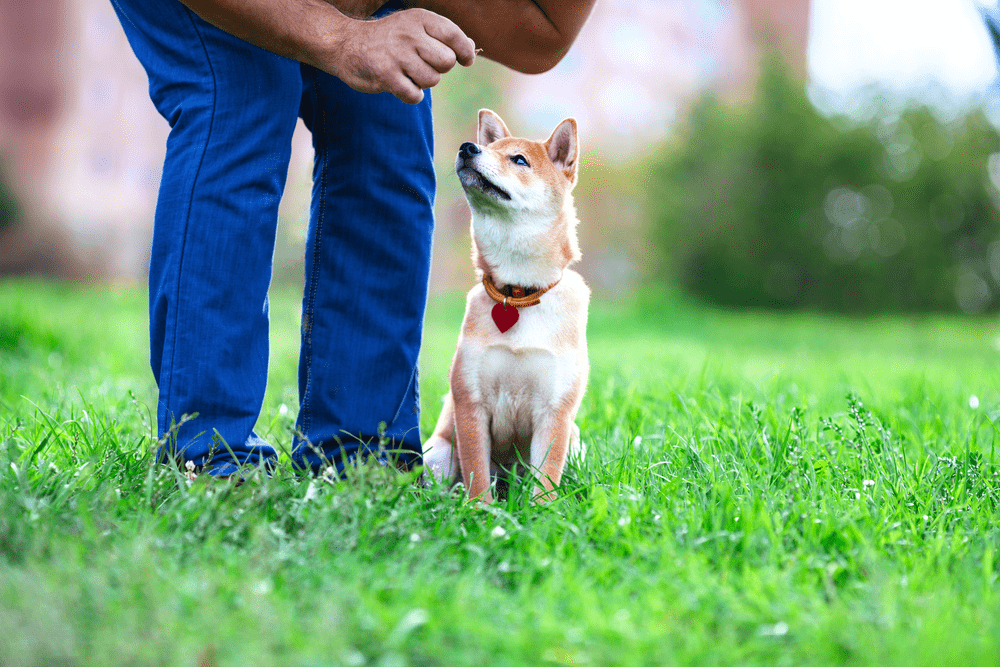 Chó au88 Inu và chủ trên bãi cỏ xanh mướt