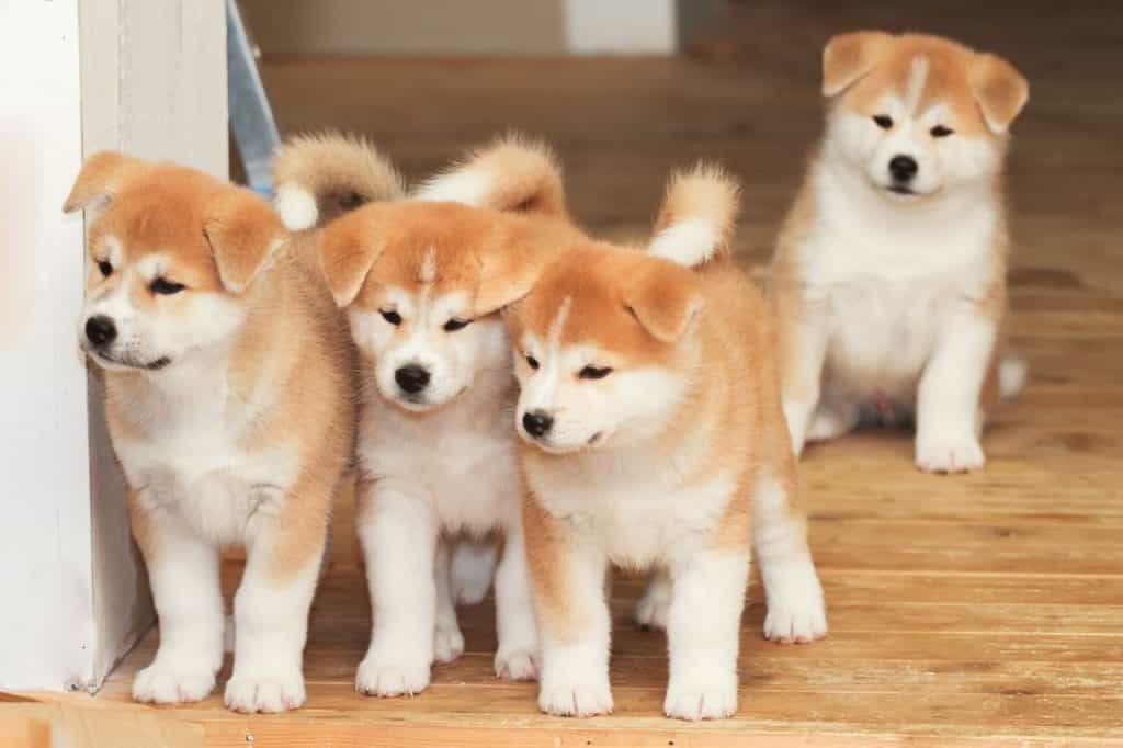 au88 Inu