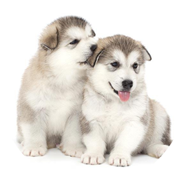 Giữ Vệ Sinh Sạch Sẽ