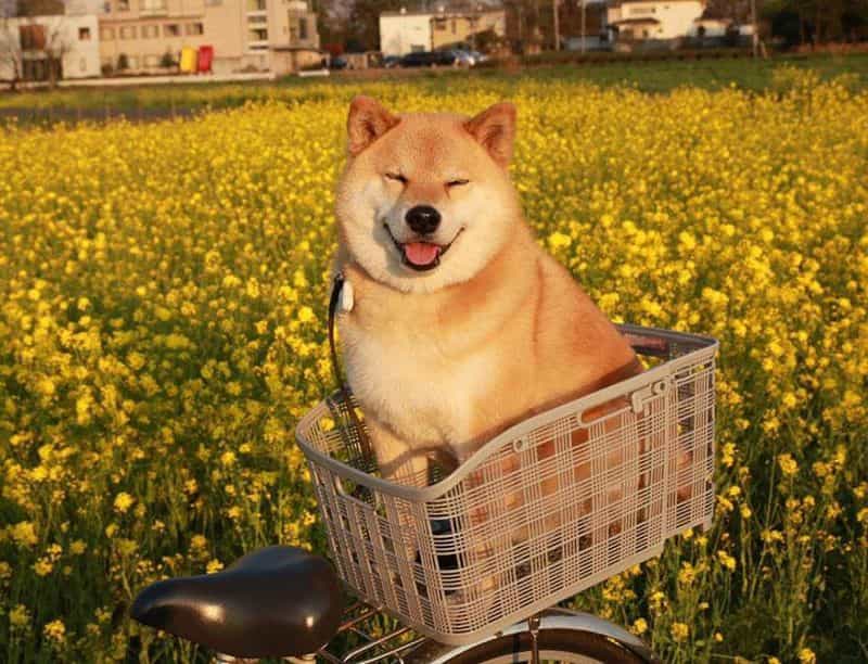 Giống au88 thông minh và trung thành﻿