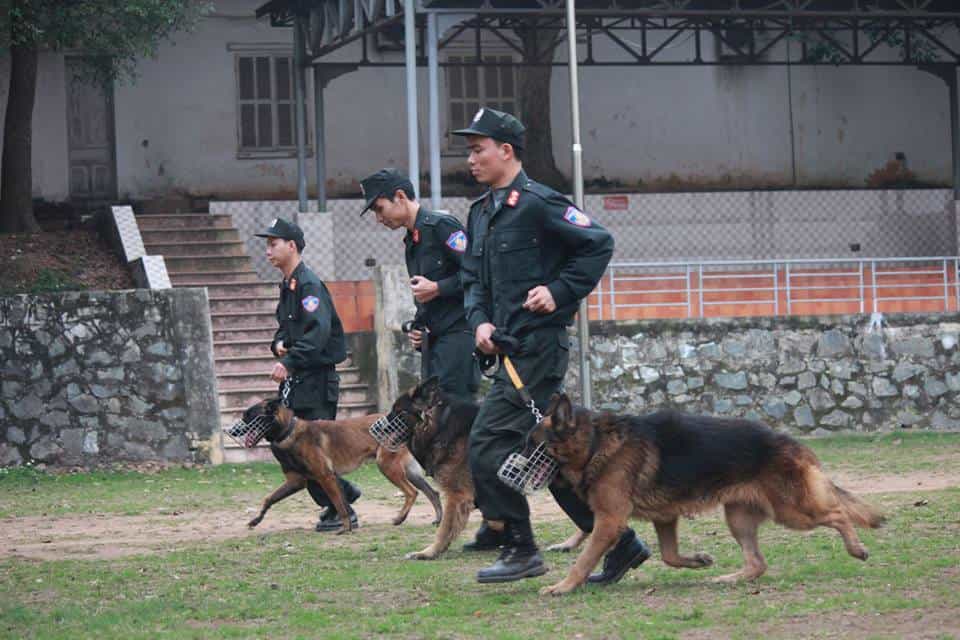 Trung tâm huấn luyện chó au88 Giang