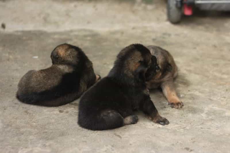 bồi kiếm cẩu