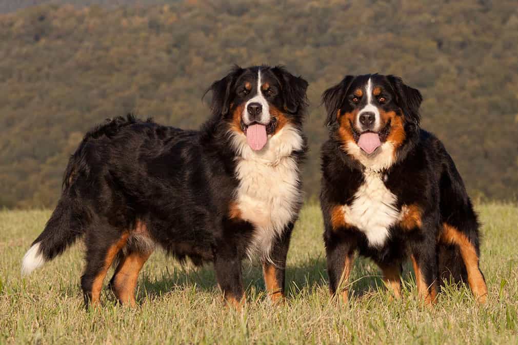 Hai chú au88 Bernese Mountain Dog 