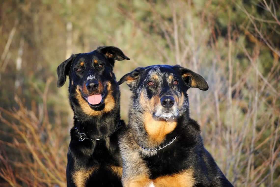 Chó Beauceron nâu vàng và lông vện 