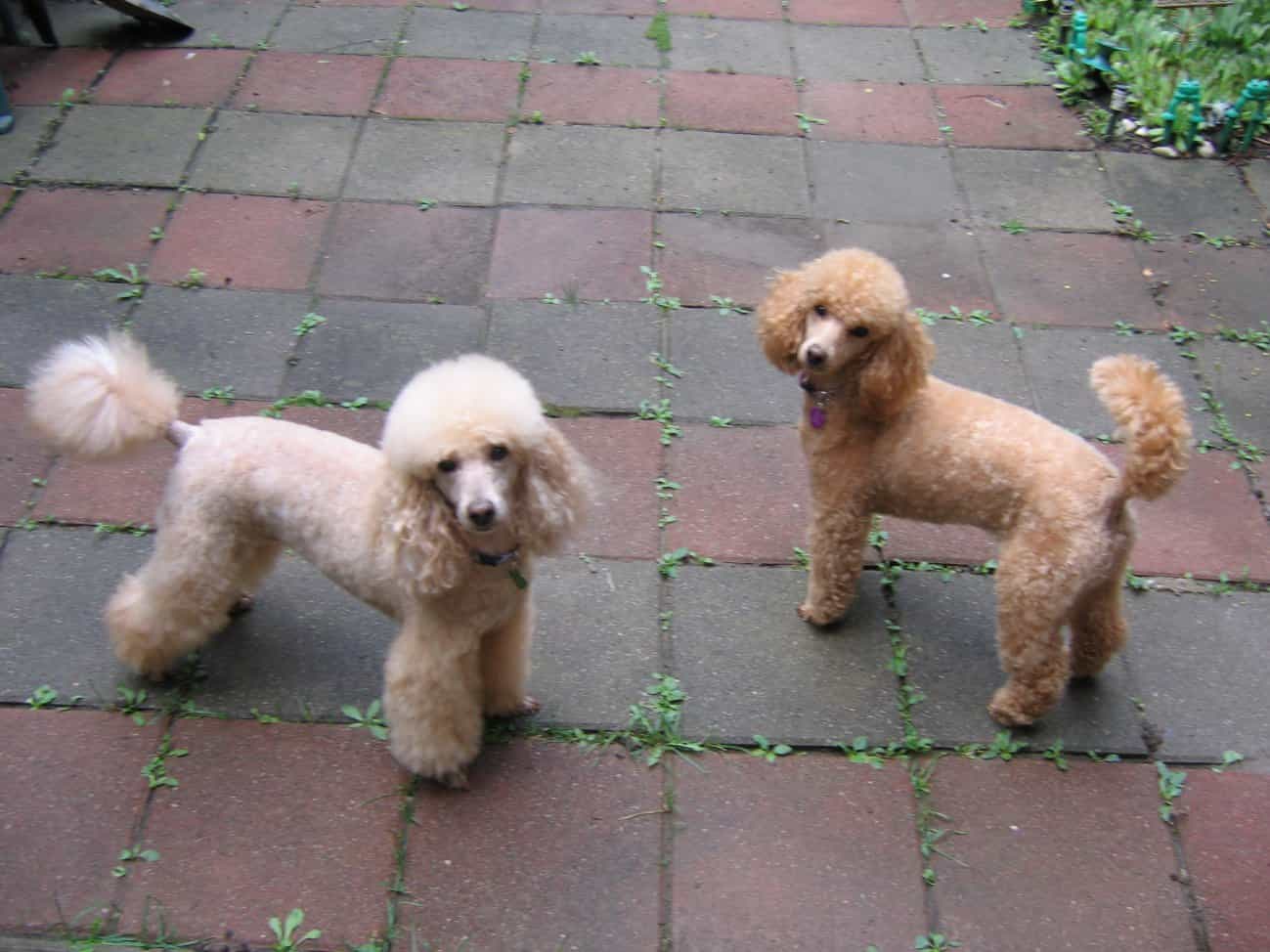 2 chú chó doodle mini dứng trên hè phố