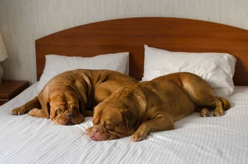Dogue de Bordeaux ngủ trên giường