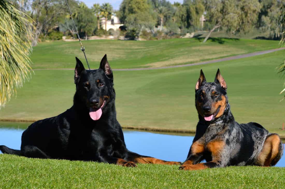 2 chú chó Beauceron nằm bên nhau ven hồ
