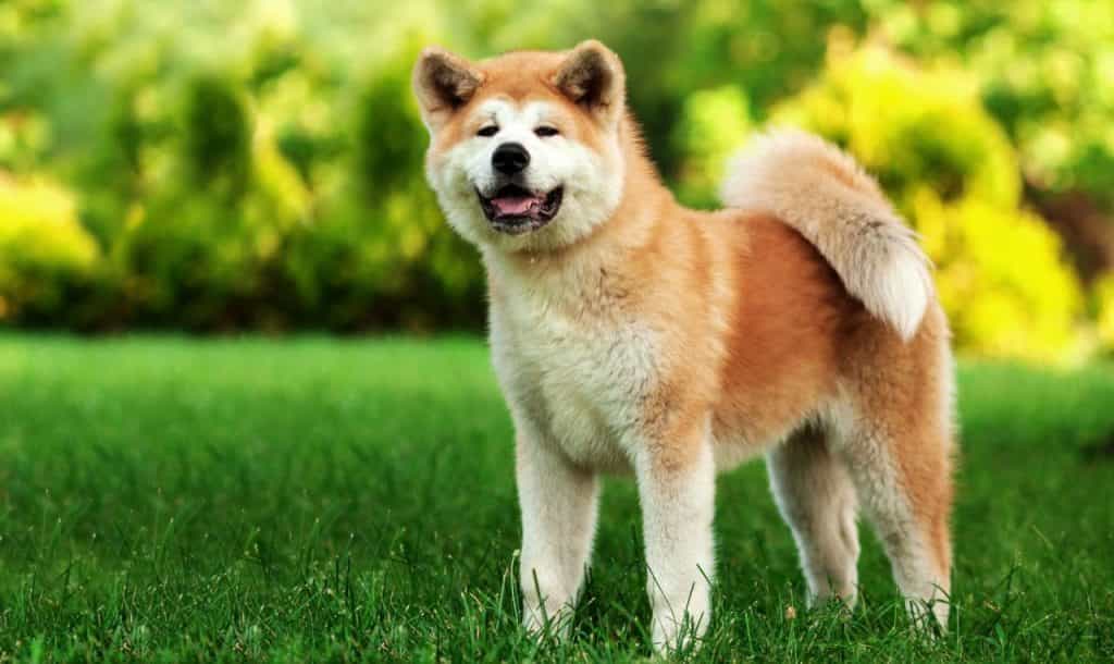 Chó au88 Nhật Bản