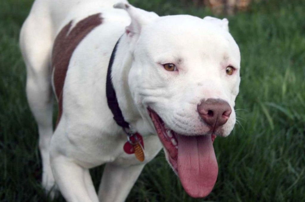 Dogo Argentino có từ đâu