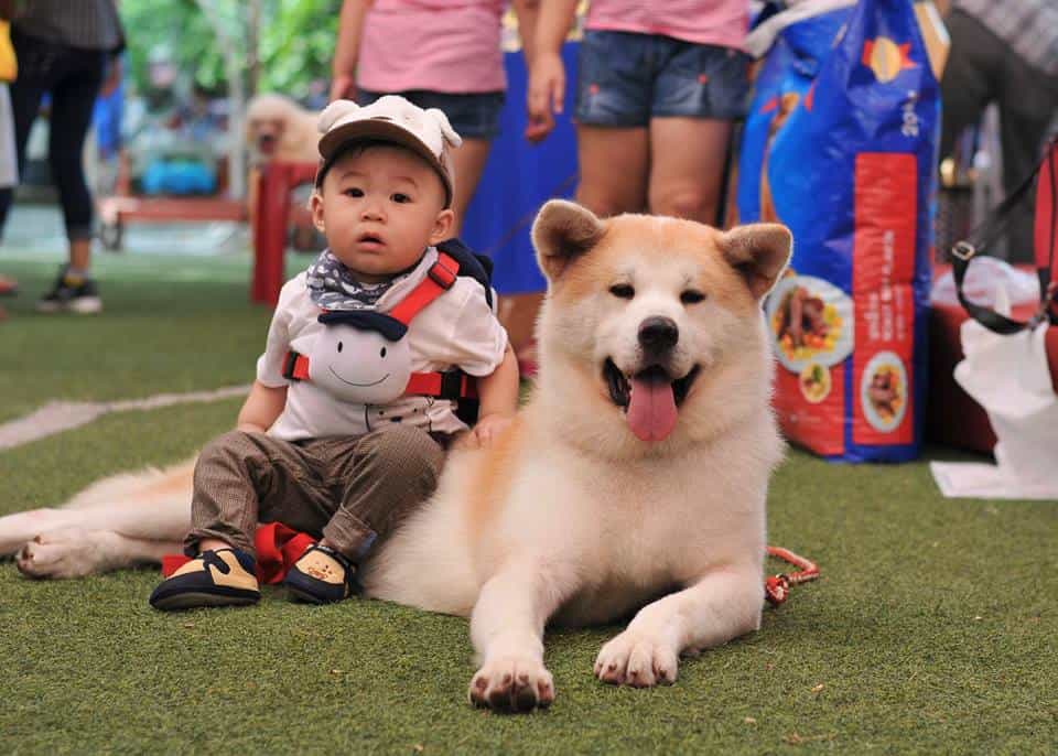 au88 Inu một giống chó thân thiện và hòa đồng