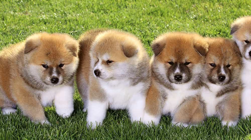 au88 Inu