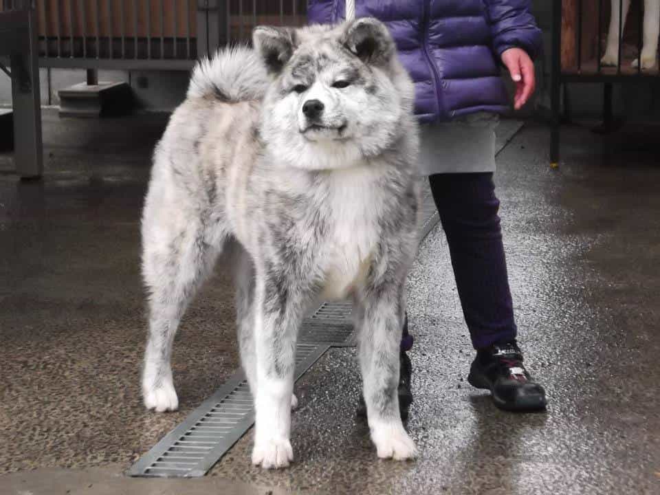 au88 Inu