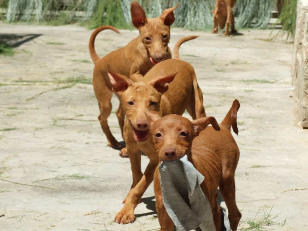3 chú chó Ai Cập