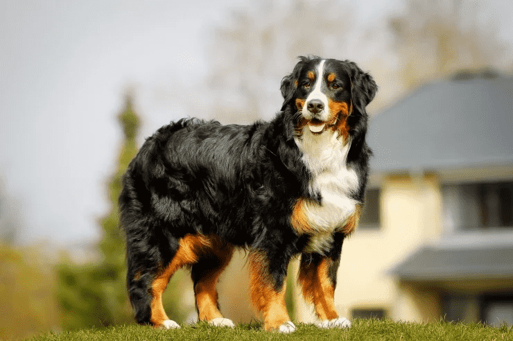 Ba màu trên lông trên người Bernese Mountain Dog tương đối rõ ràng