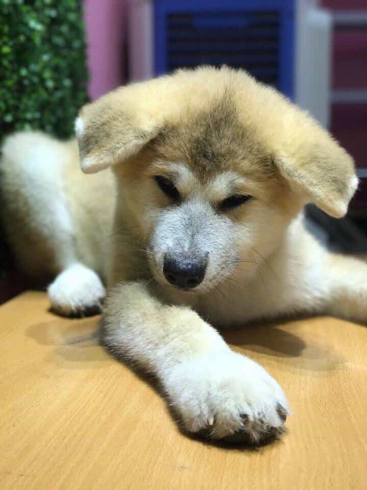 au88 INu