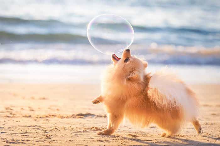 ảnh chó dễ thương