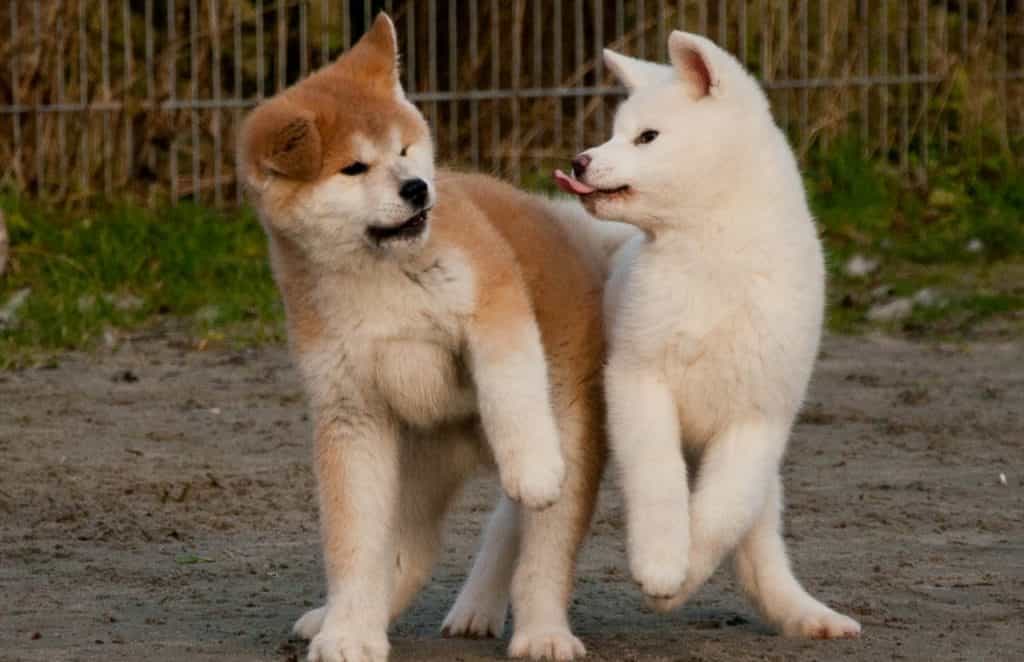au88 Inu