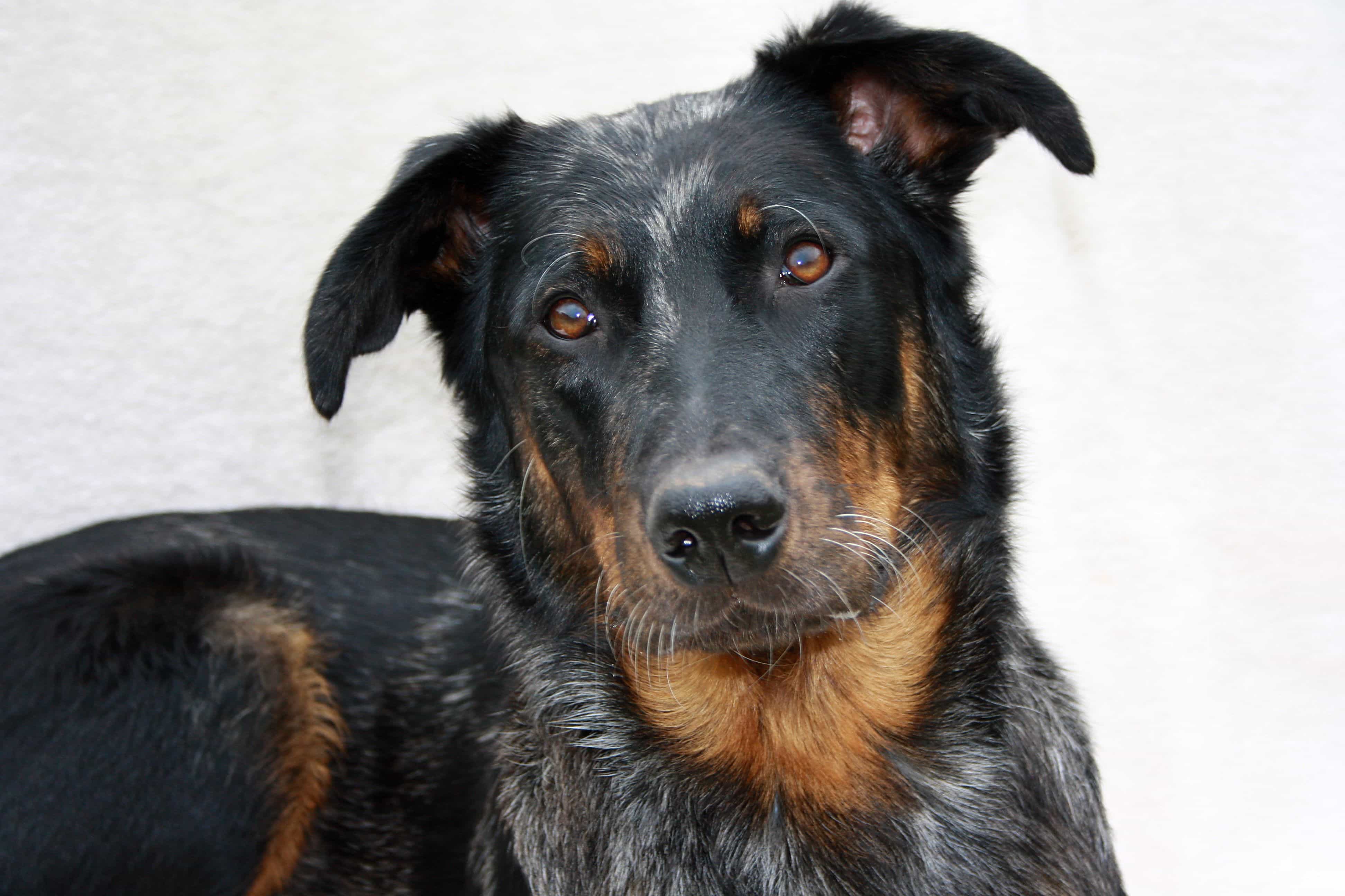 Chó Beauceron đáng yêu