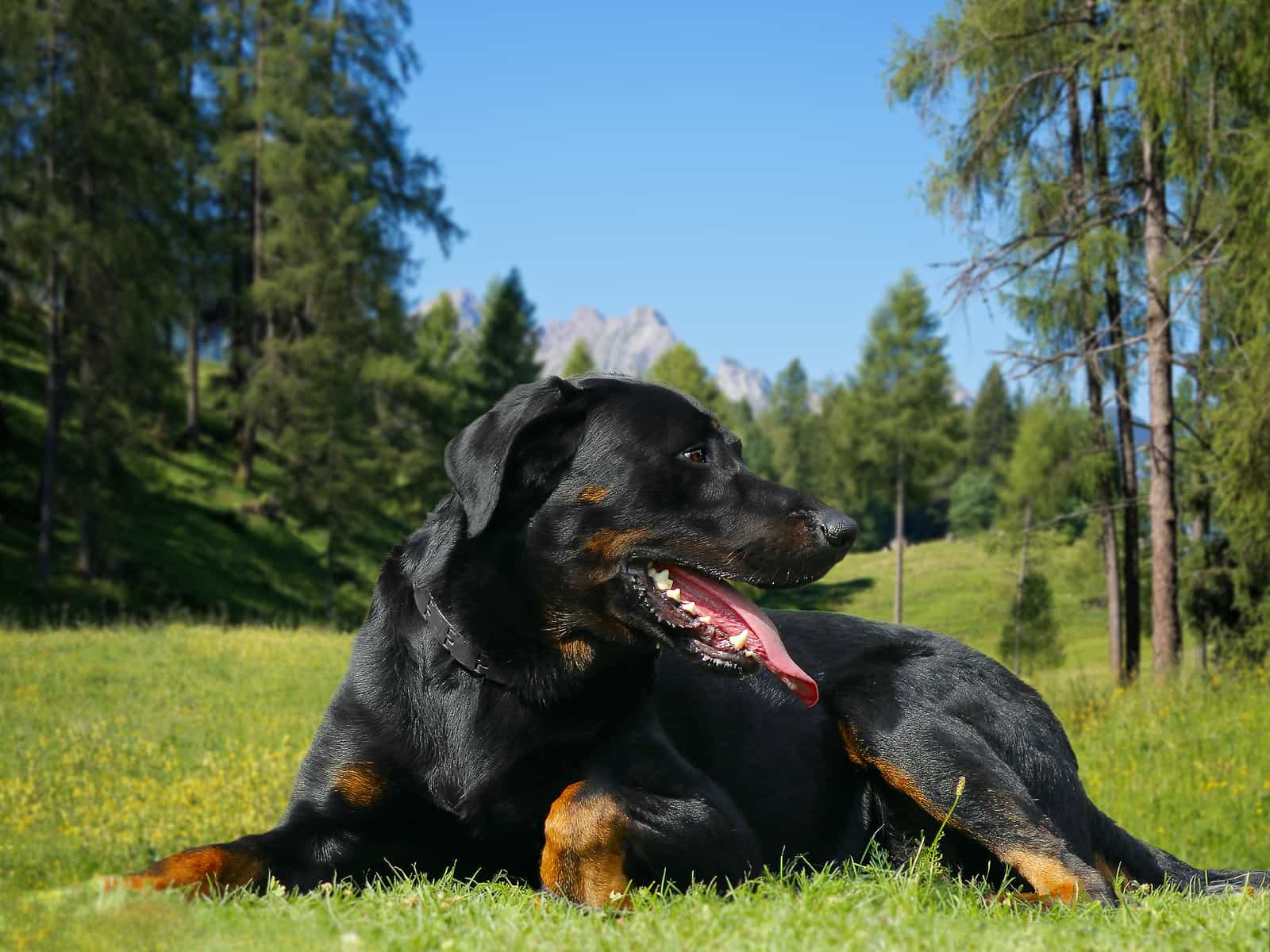 Chó becgie Pháp Beauceron nằm trên thảm cỏ