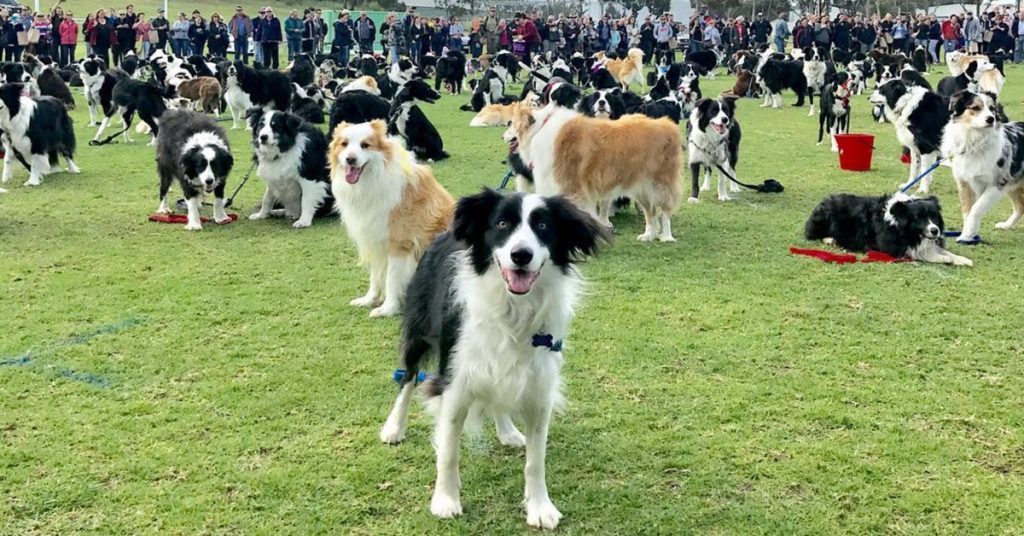 Dog Show au8801