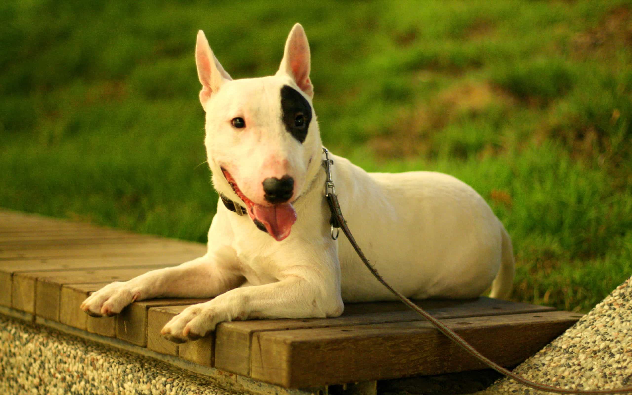 Giá chó Bull Terrier