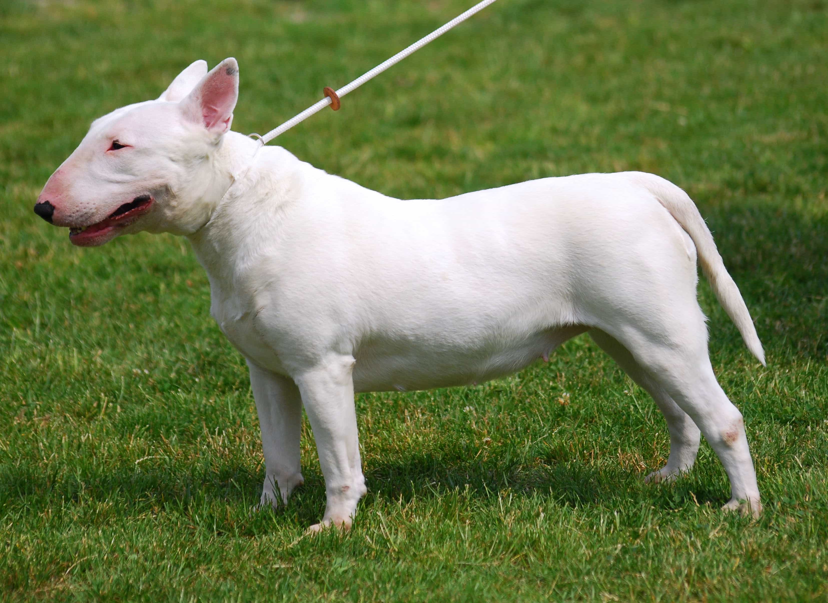 chó bull terrier