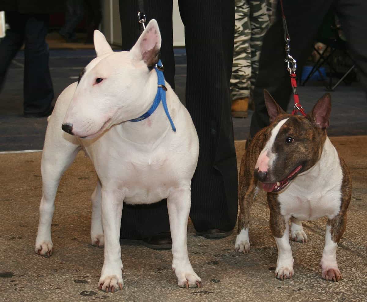 chó bull terrier