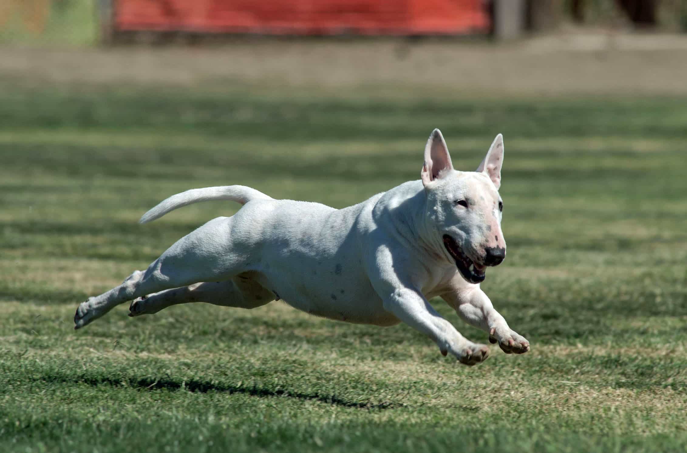 chó bull terrier