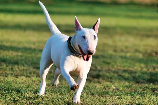 chó bull terrier