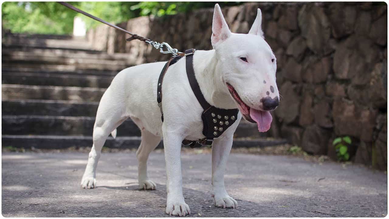 chó bull terrier
