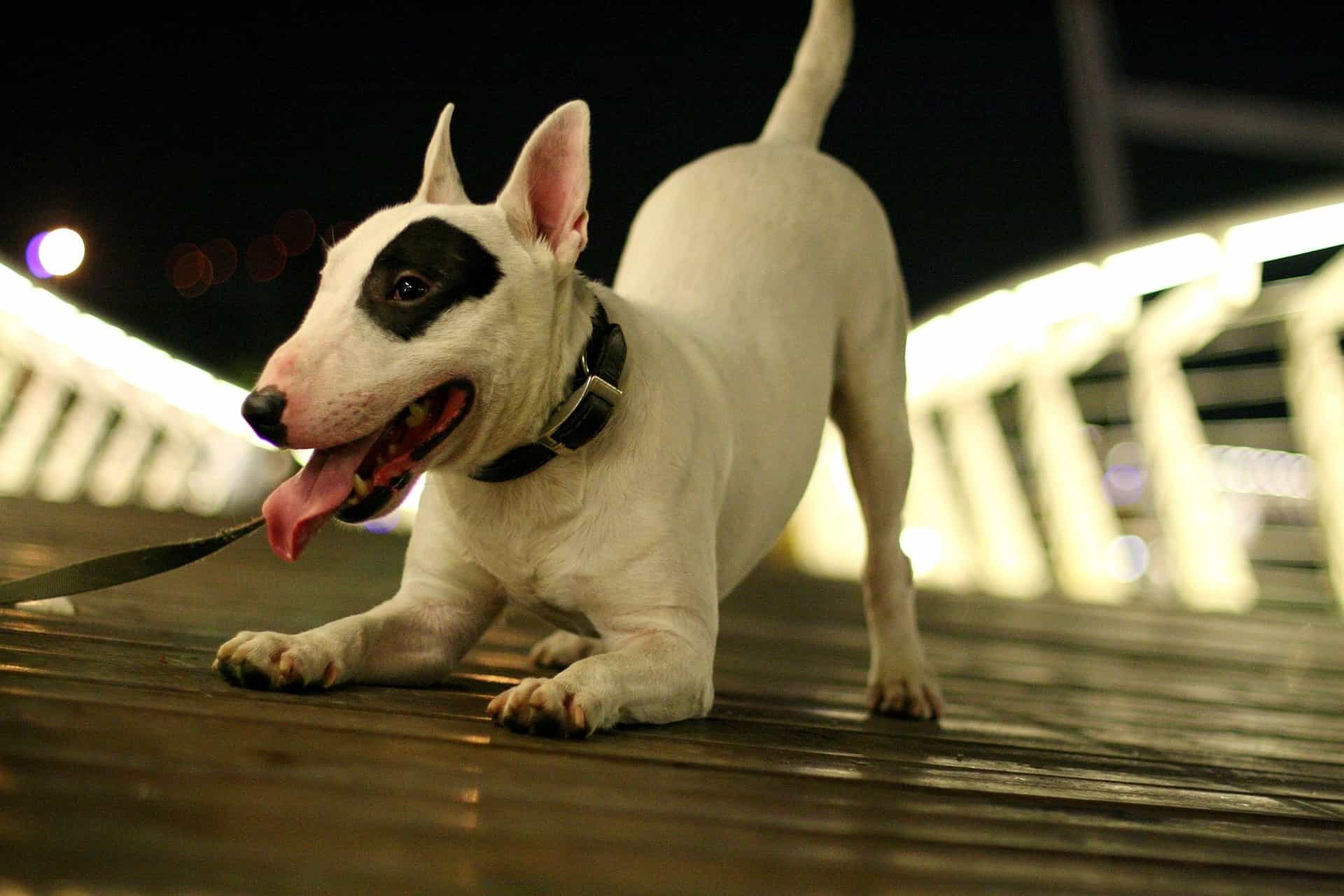 chó bull terrier