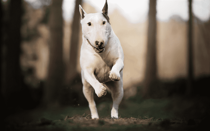 chó bull terrier