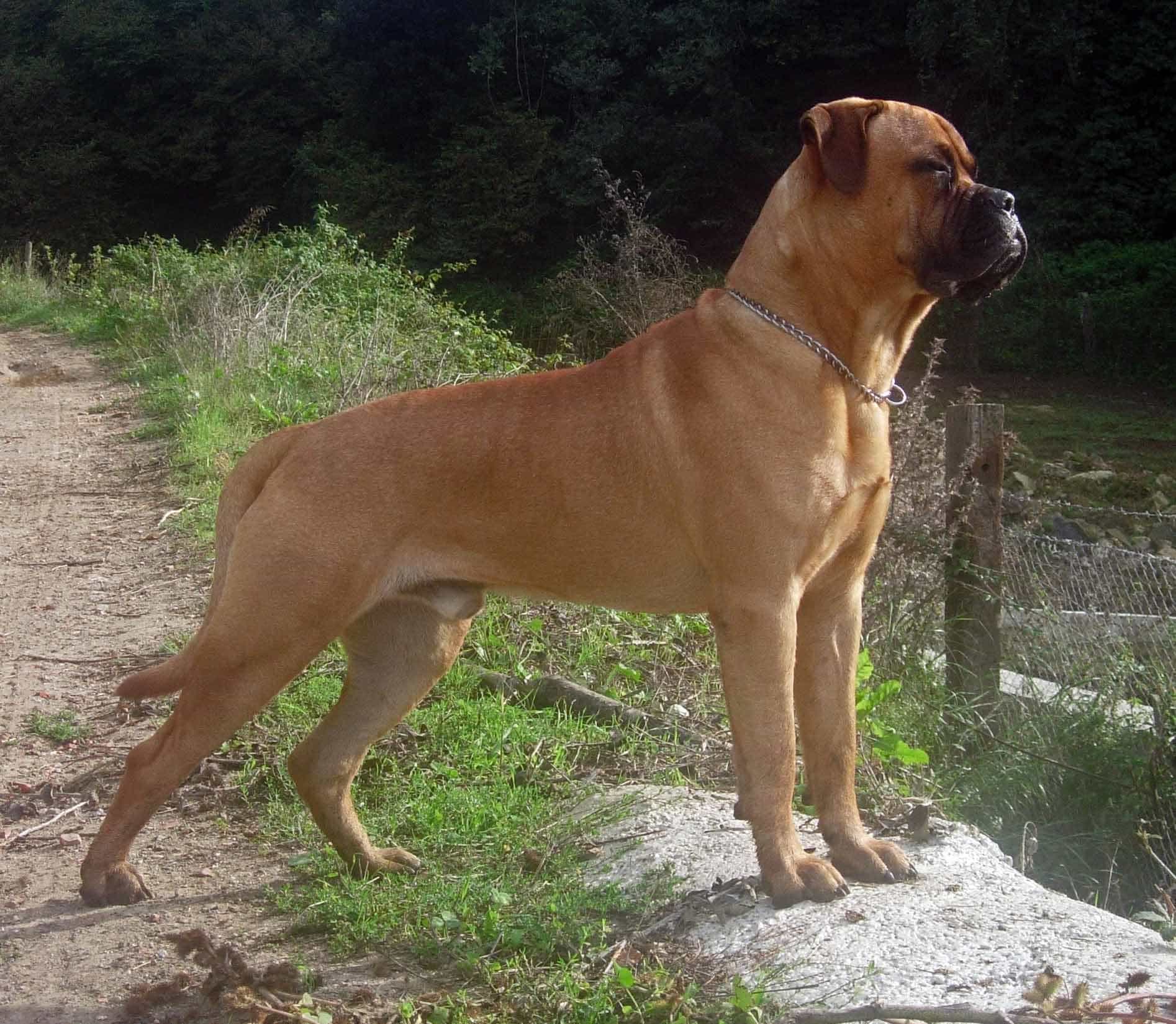 Một chú chó ngao bò bullmastiff đang đứng