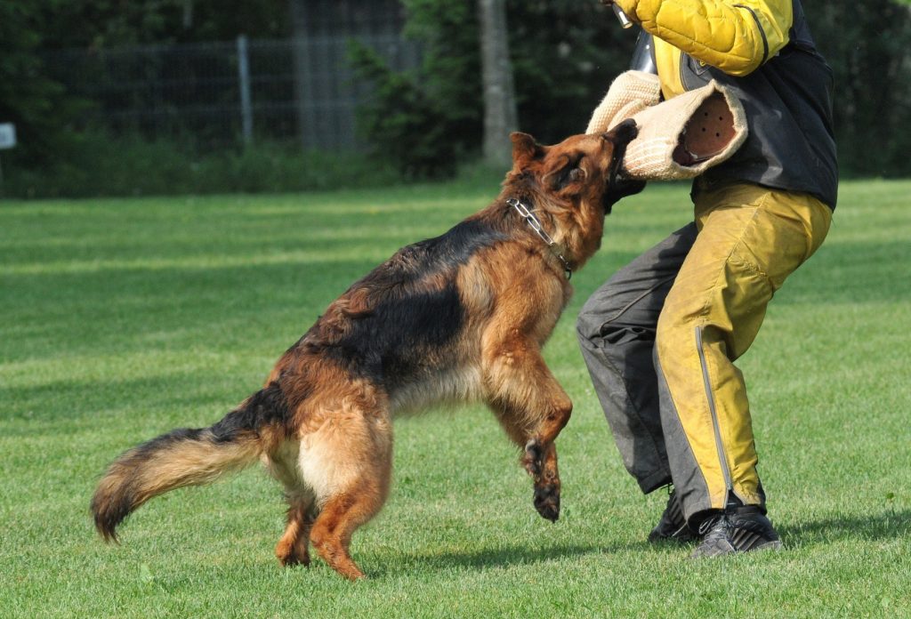 Cách huấn luyện German Shepherd