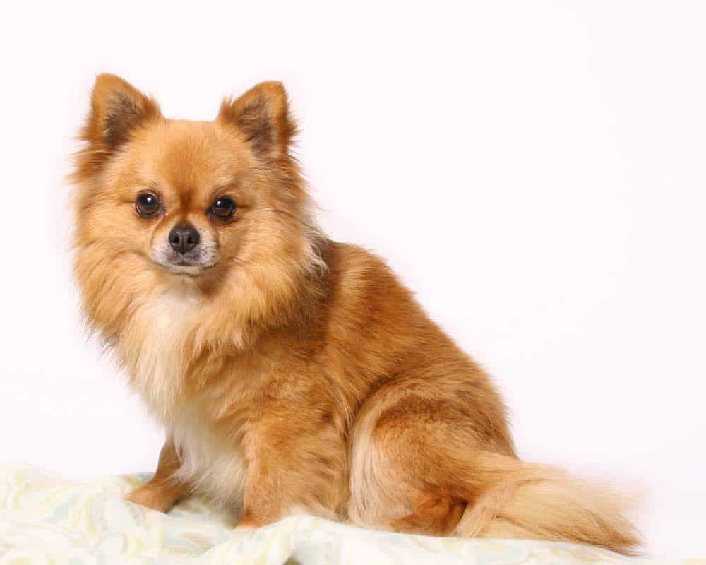 Chó chihuahua nhỏ màu nâu
