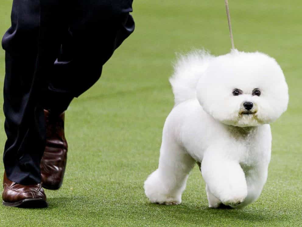 Ảnh chó bichon đi trên cỏ