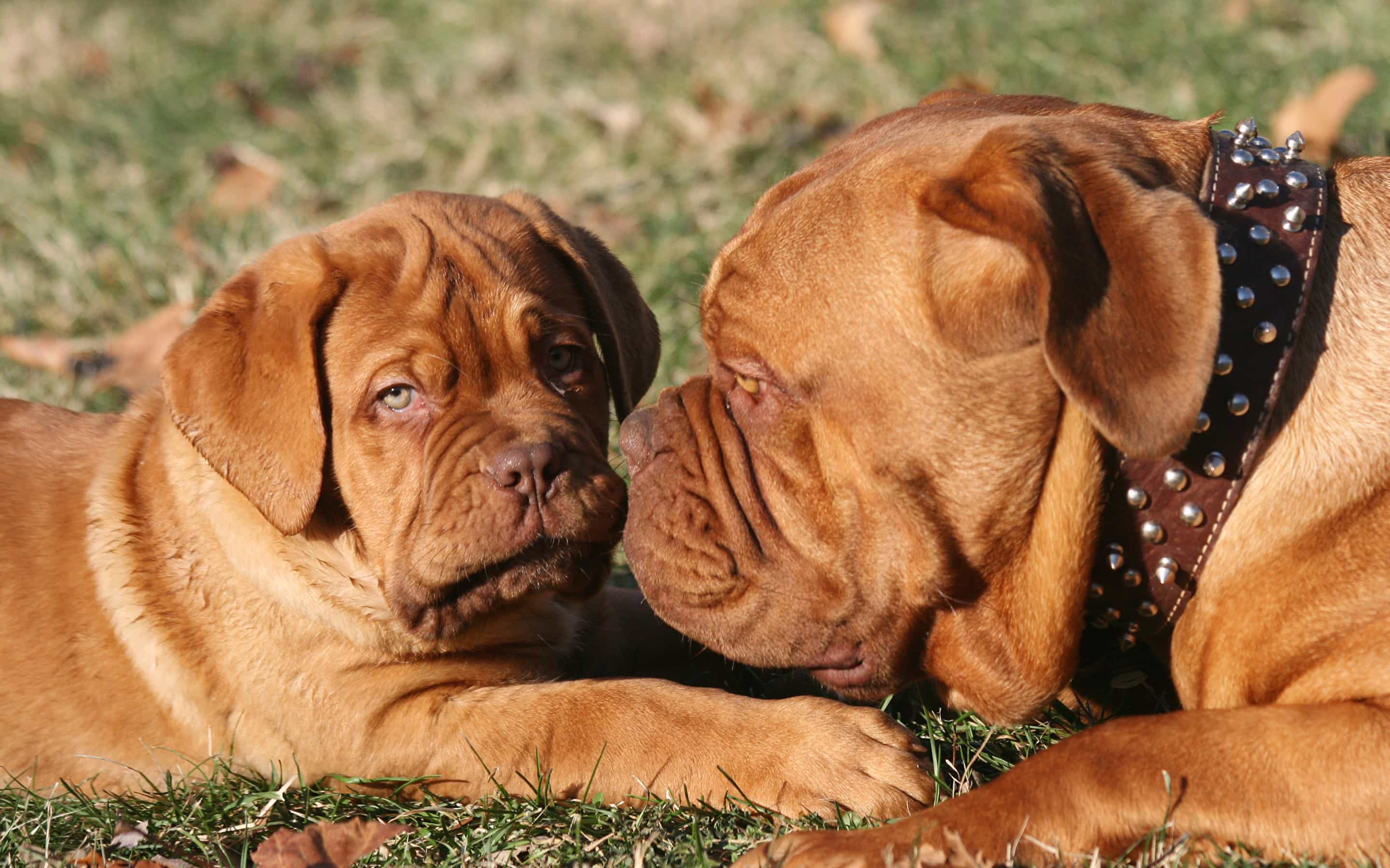 2 mẹ con chó Dogue de Bordeaux