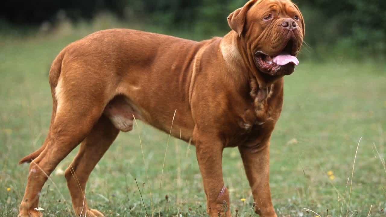 Chó ngao Pháp - Dogue de Bordeaux đang đứng