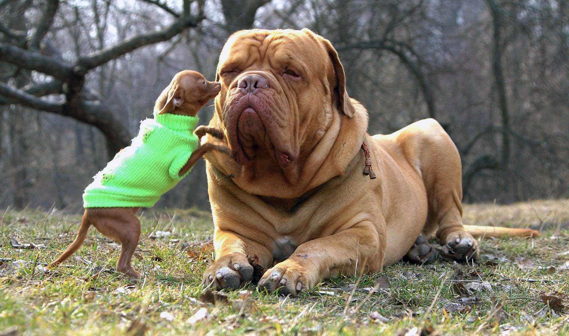 Dogue de Bordeaux và chó chihuahua