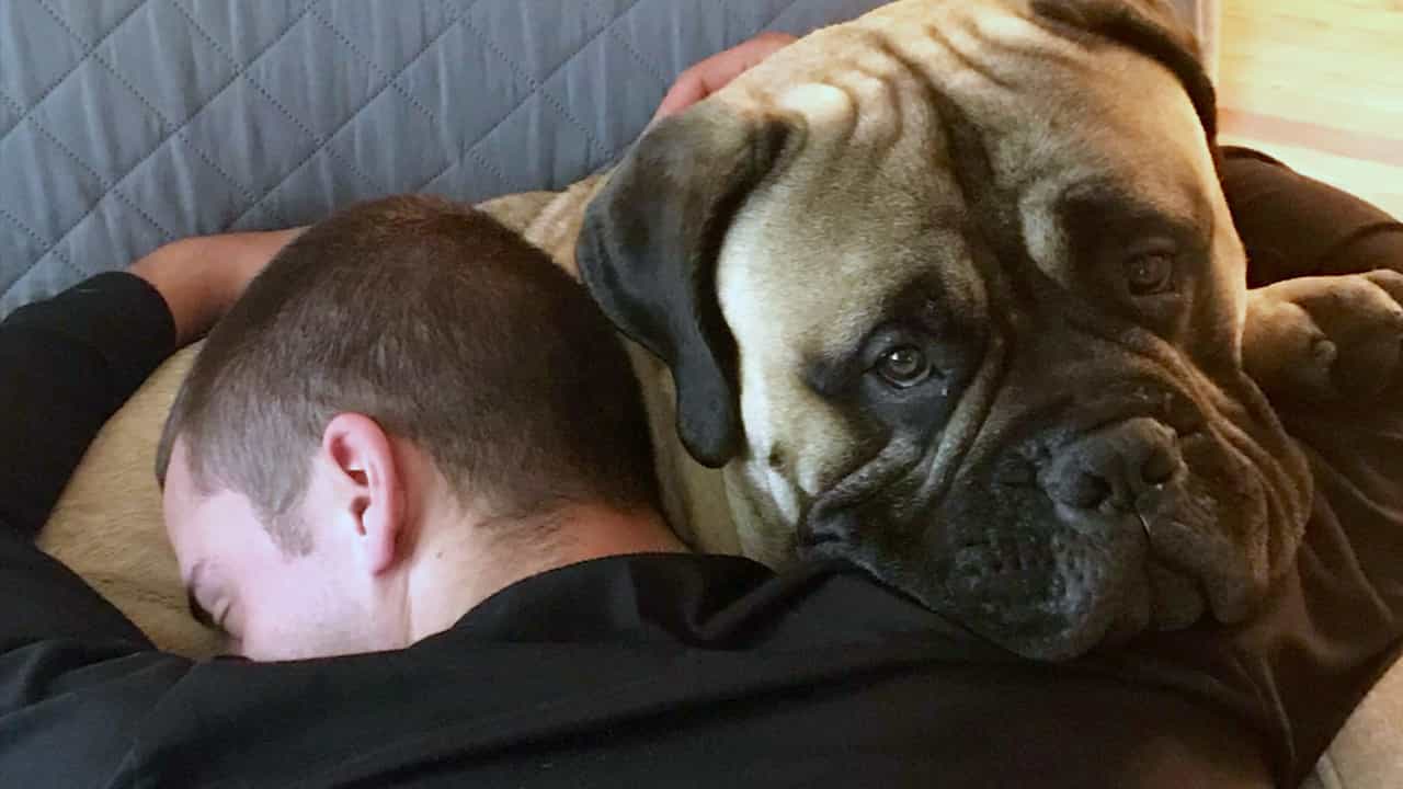 Bullmastiff ôm chủ