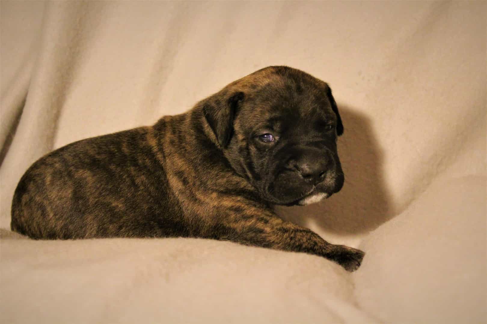 Bullmastiff con lông vằn vện đang nằm