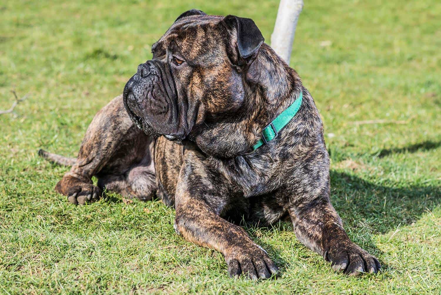 Chó ngao bò bullmastiff lông vằn vện