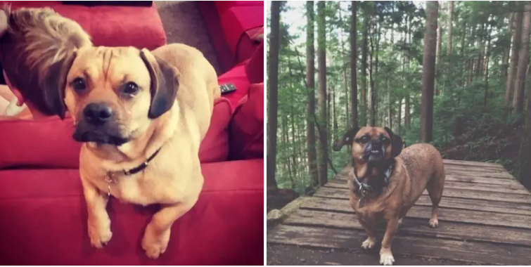 Dachshund-lai-pug