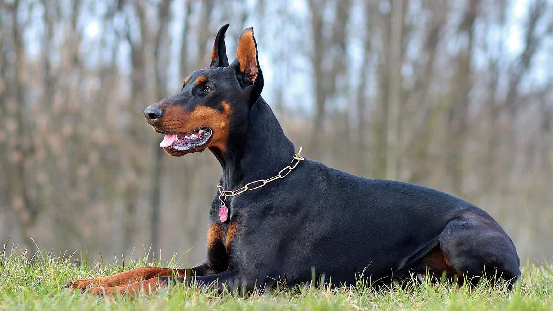 doberman