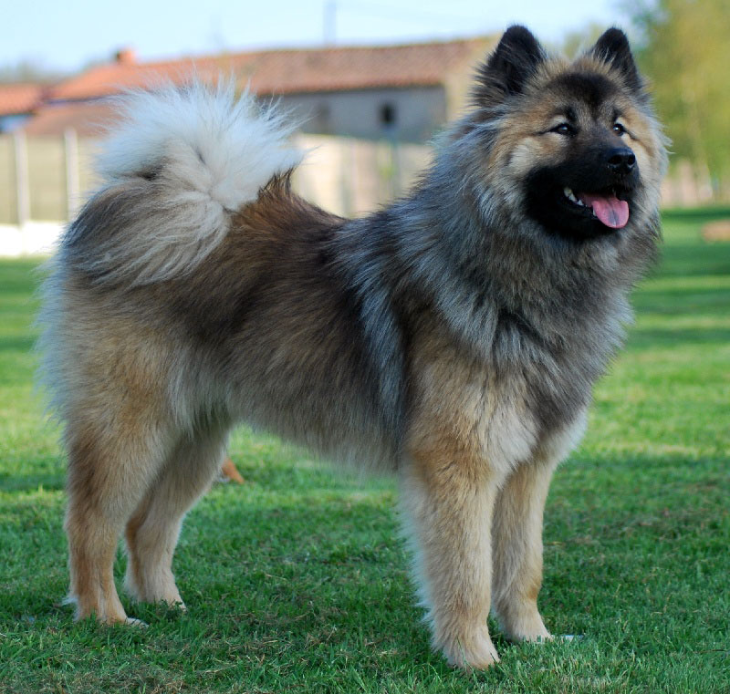Eurasier là kết quả khi Samyoed lai Wolf-Chow